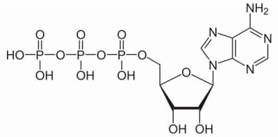 Creatina para triatletas: cómo funciona y cómo tomarla